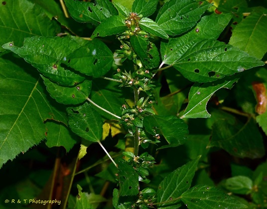{Acalypha rhomboidea}